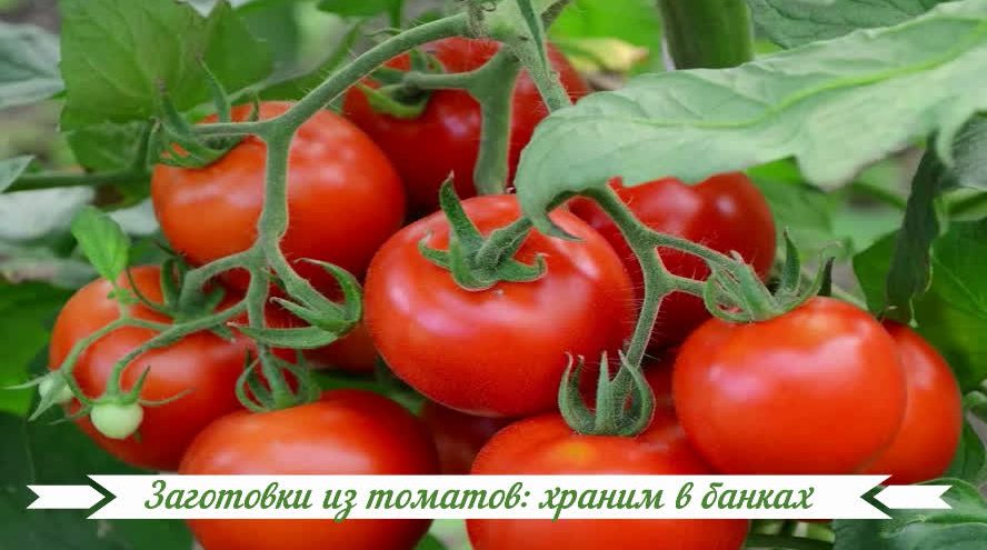 Заготовки из томатов: храним в банках