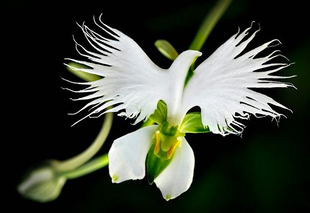30 орхидей причудливой формы