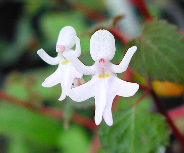 30 орхидей причудливой формы