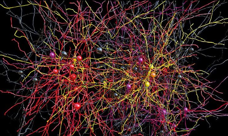 Самоотражение мозга: фантастические снимки головного мозга