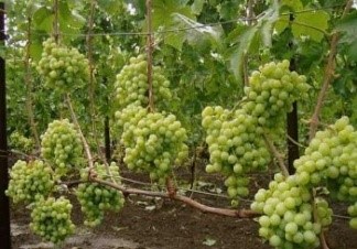 Мой любимый виноградник: выбор саженцев для посадки