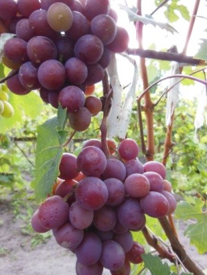 Мой любимый виноградник: выбор саженцев для посадки