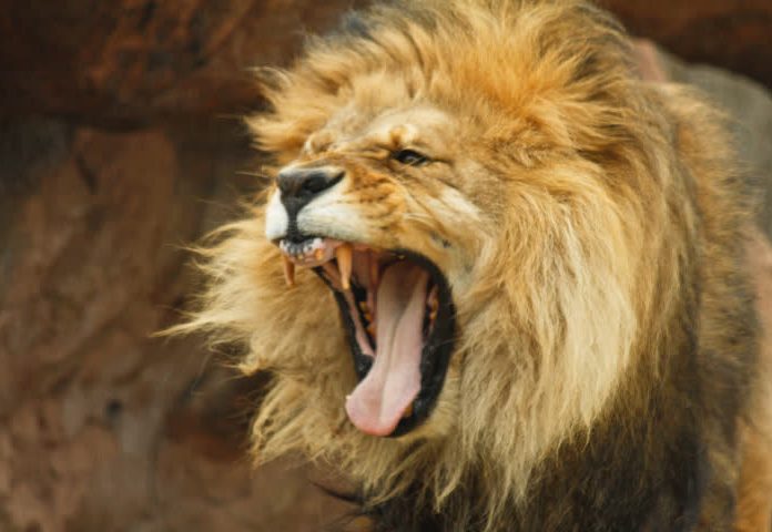 Лечение горла позой льва: что нужно знать