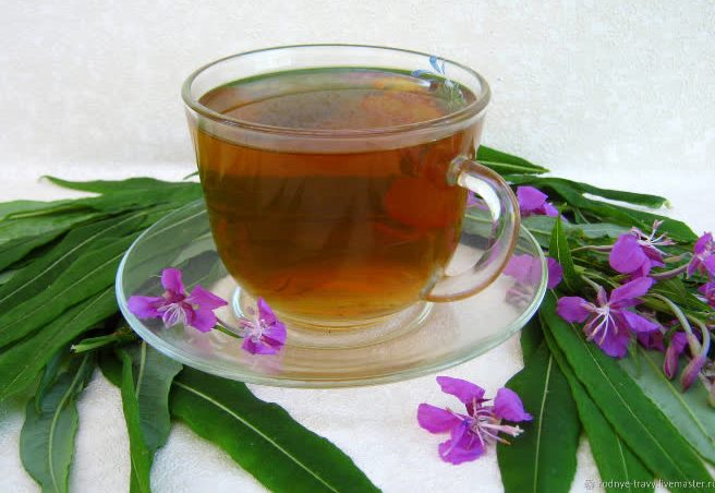 Иван-чай: удивительные целебные свойства