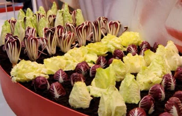 Салатный цикорий радиккьо: выращивание, уход
