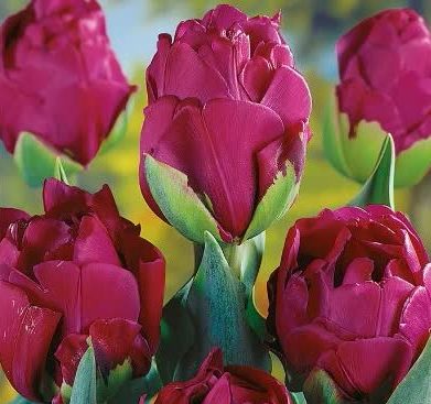 Любимые сорта тюльпанов на приусадебном участке