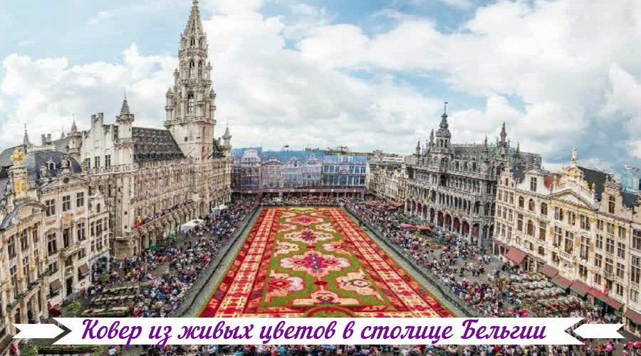 Ковер из живых цветов в столице Бельгии