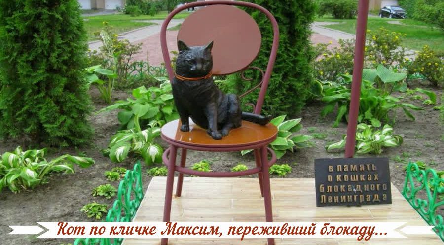 Кот по кличке Максим, переживший блокаду...