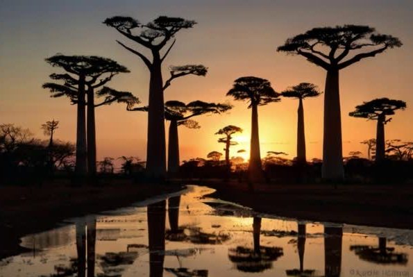 Топ-10 необычных деревьев в мире