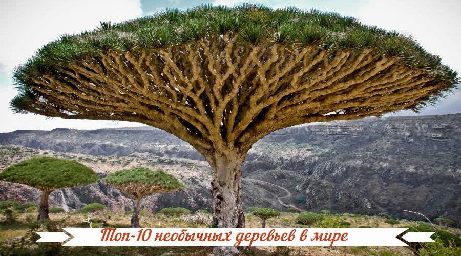 Топ-10 необычных деревьев в мире