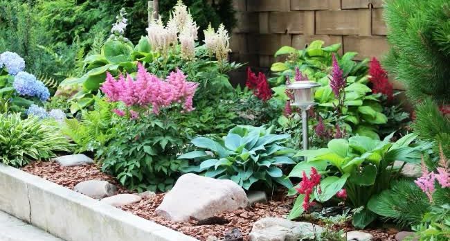 Улитки в саду: как защитить растения